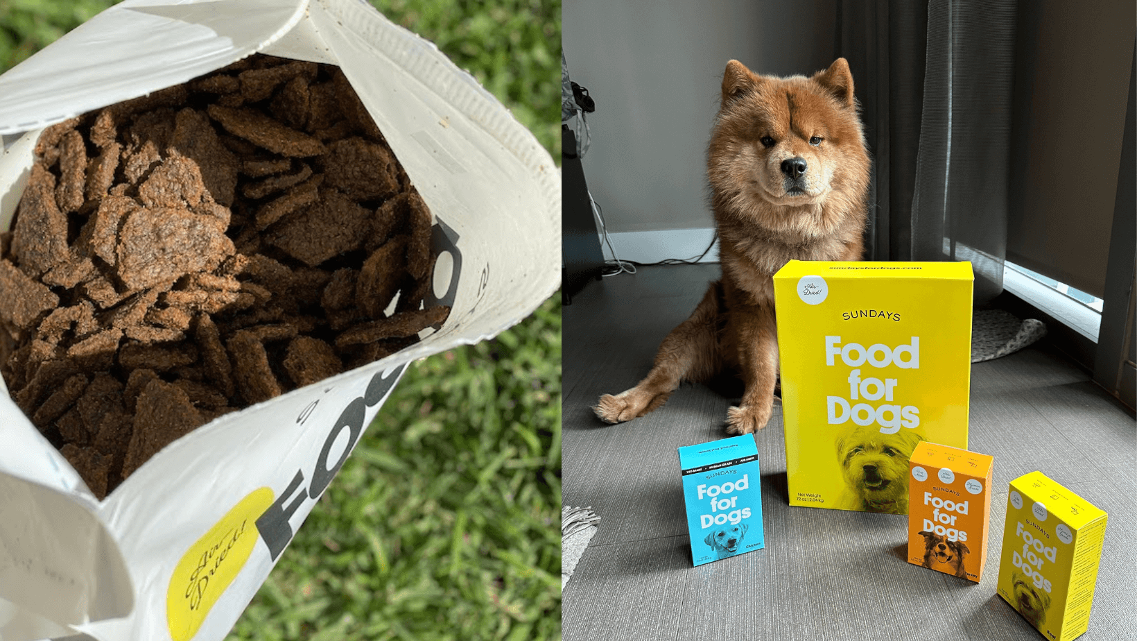 Five Reasons My Vet Suggests Sundays For Dogs