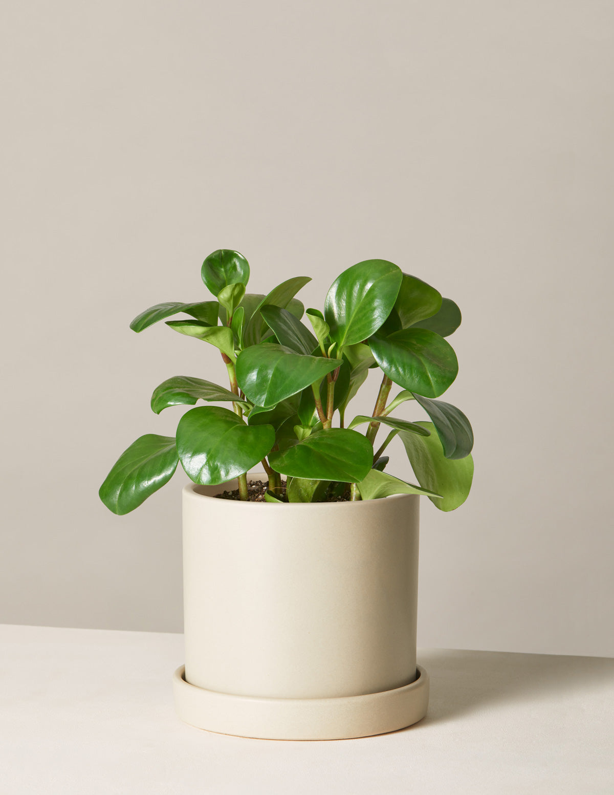 The Sill Peperomia Obtusfolia